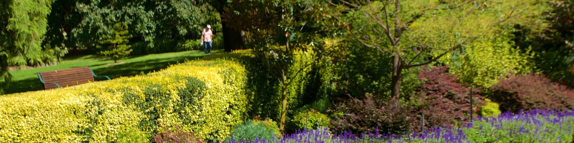 Royal Botanic Gardens showing a garden