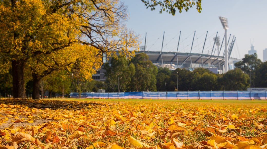 Melbourne Cricket Ground showing autumn leaves