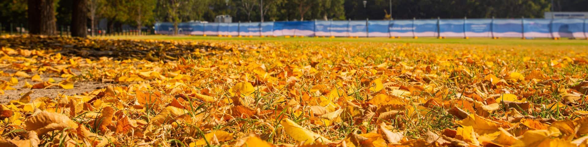 Melbourne Cricket Ground showing autumn leaves