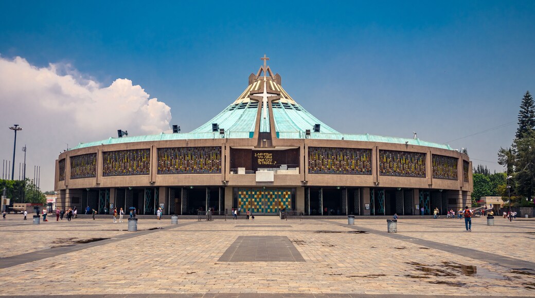 guadalupe basilic in mexico city