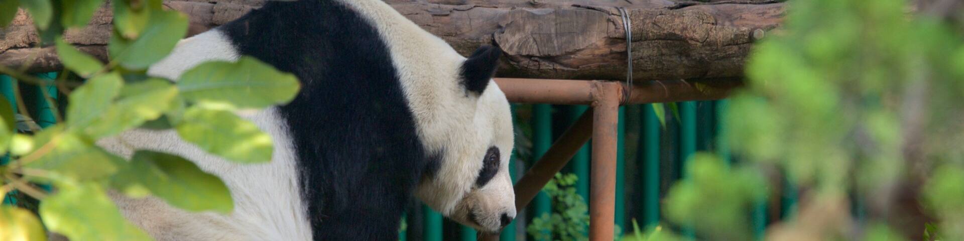 Parque Zoologico de Chapultepec showing land animals and zoo animals
