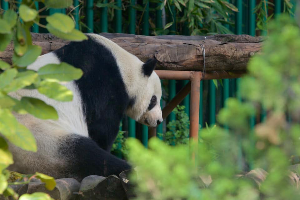 Een panda ontspant op een houten platform, omringd door groen.