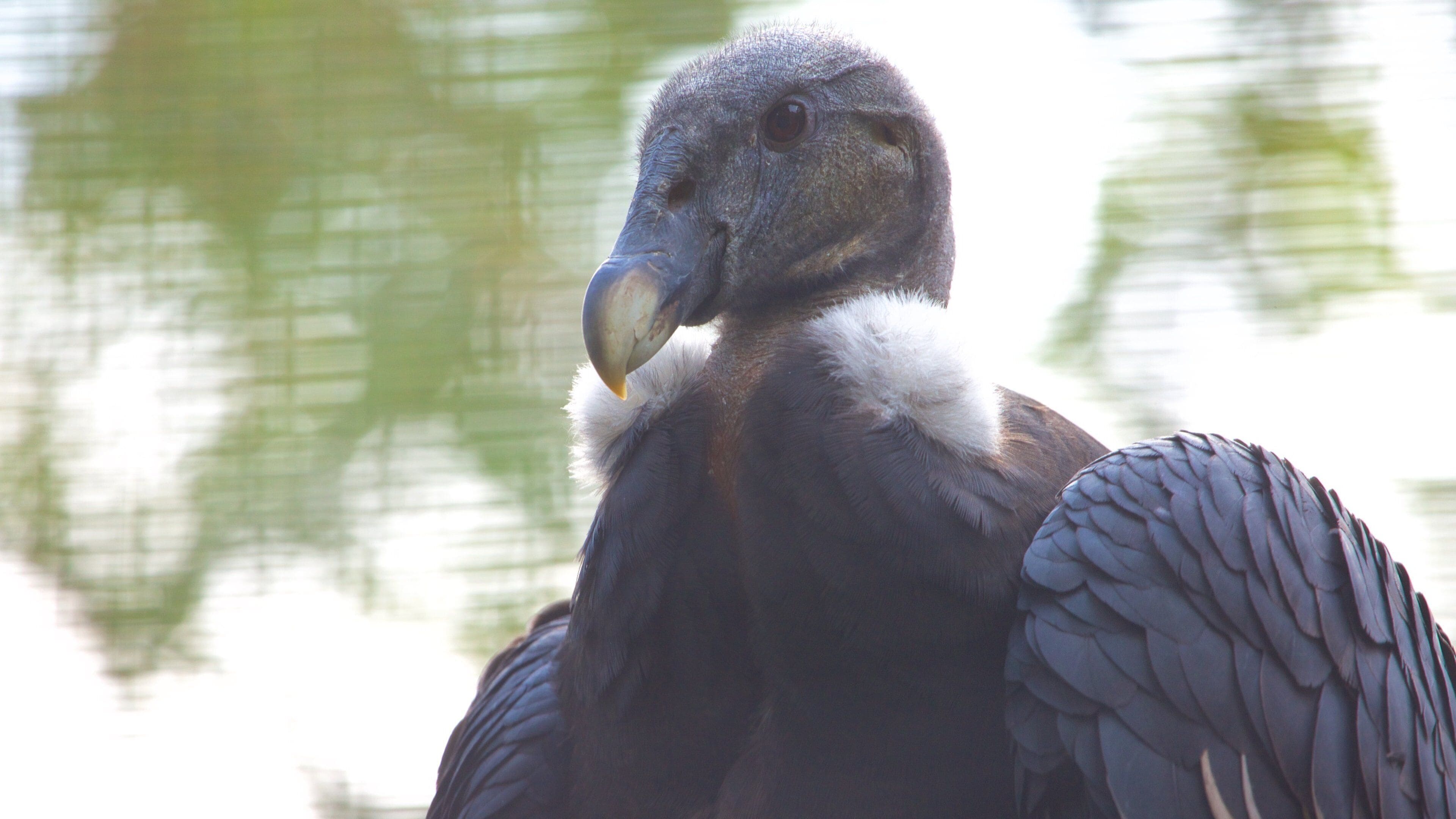 Parc zoologique de Chapultepec mettant en vedette animaux de zoo