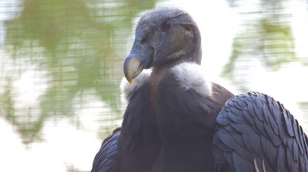 Parc zoologique de Chapultepec mettant en vedette animaux de zoo