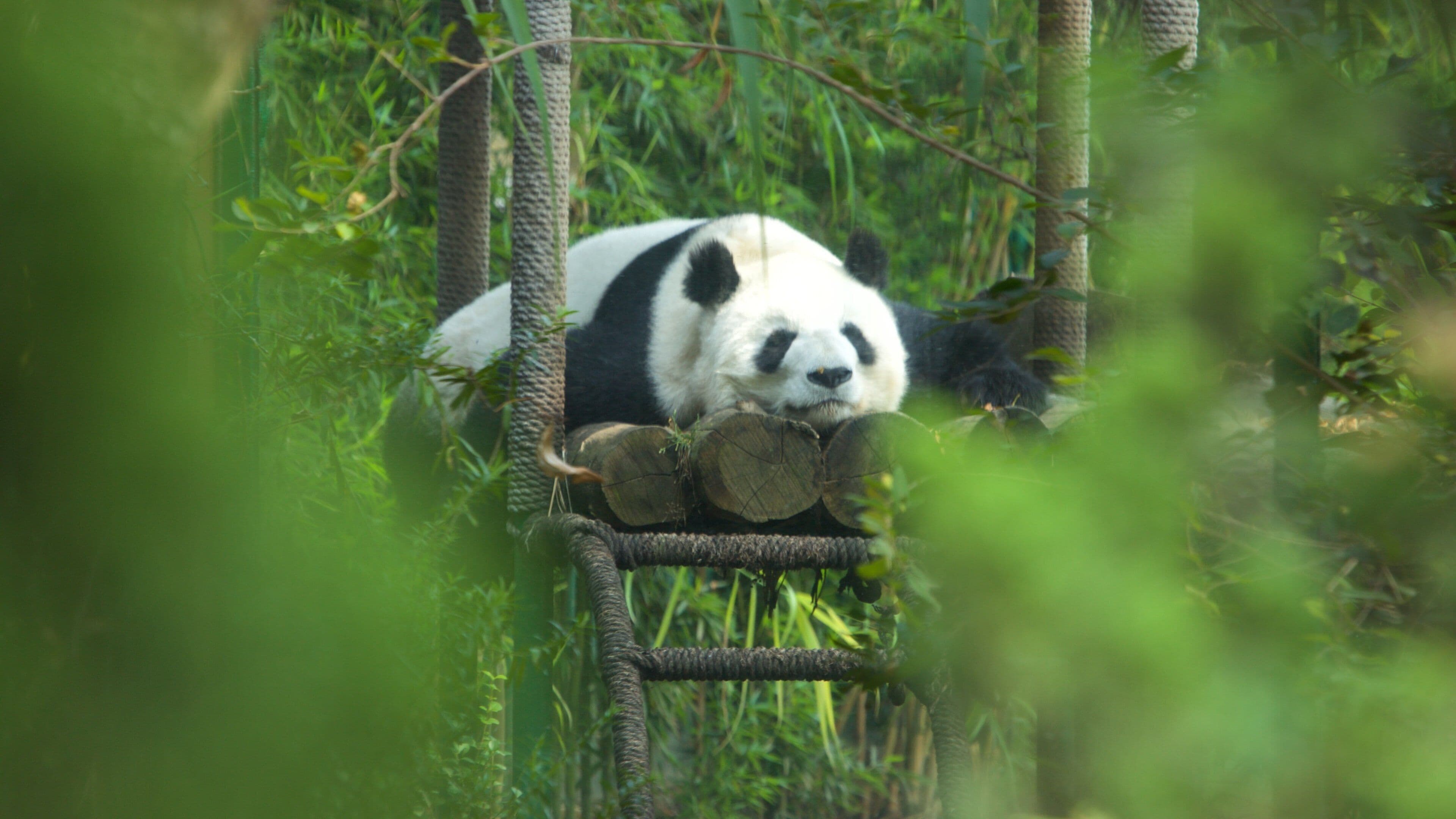 Parque Zoologico de Chapultepec showing zoo animals and land animals