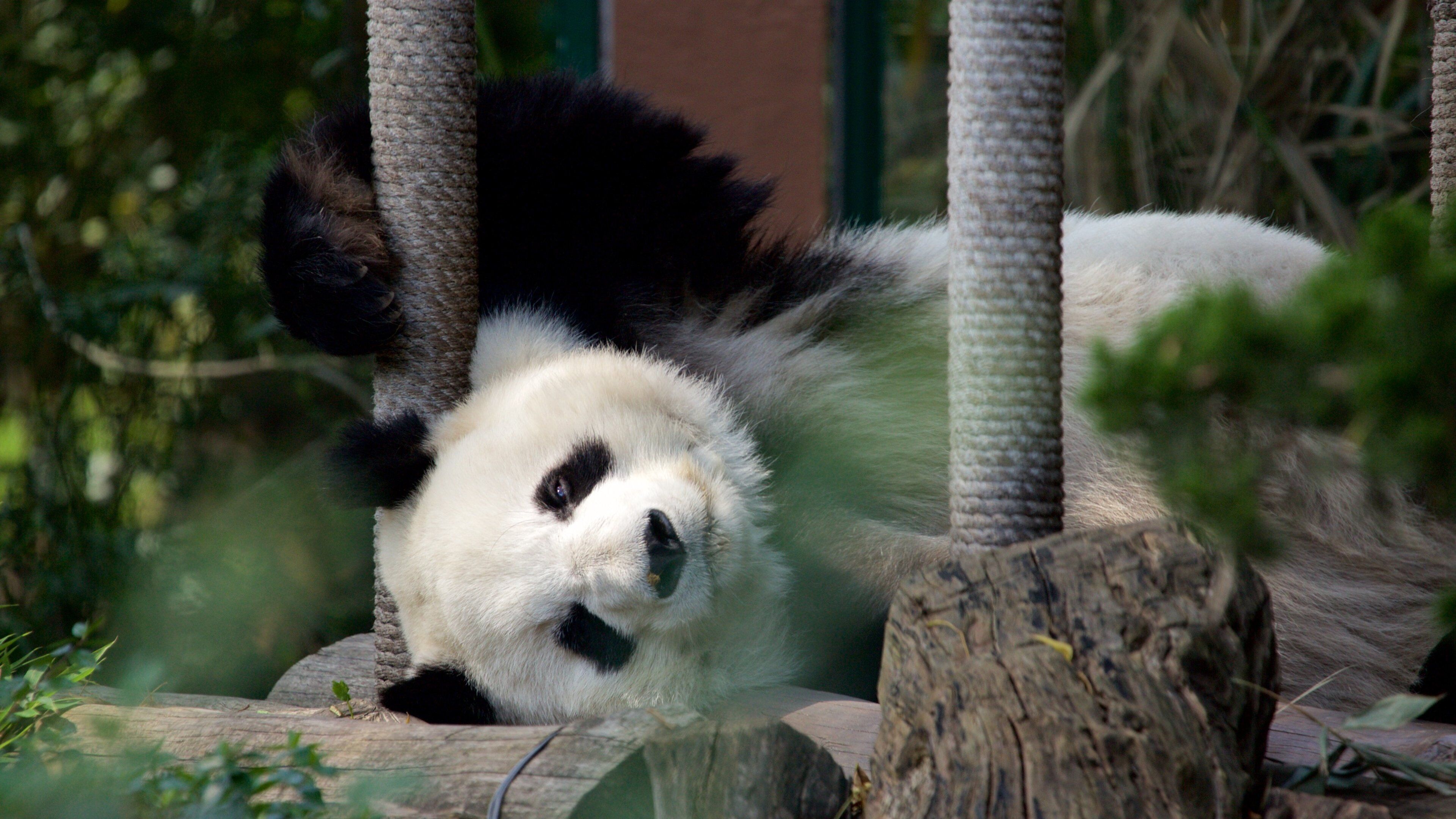 Parque Zoológico de Chapultepec bevat landdieren en dierentuindieren