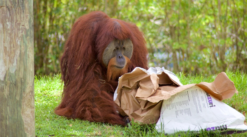 Miami Metrozoo featuring zoo animals and animals