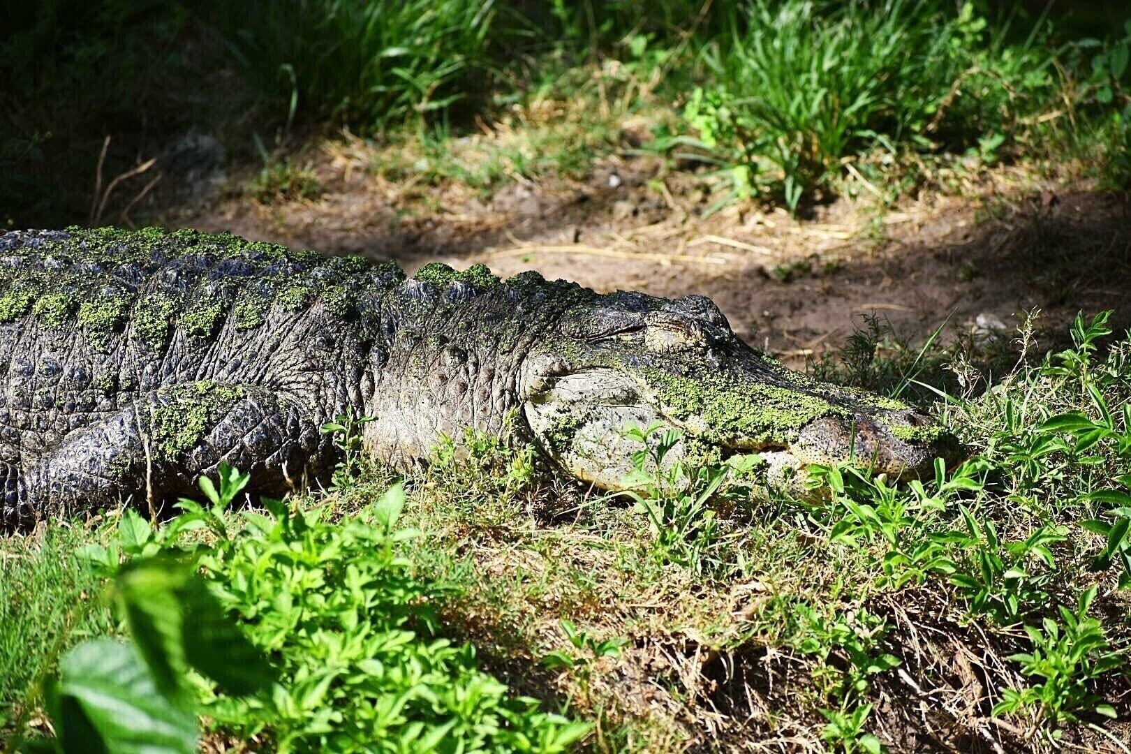 Zoo trips are great for photographing the cool animals.