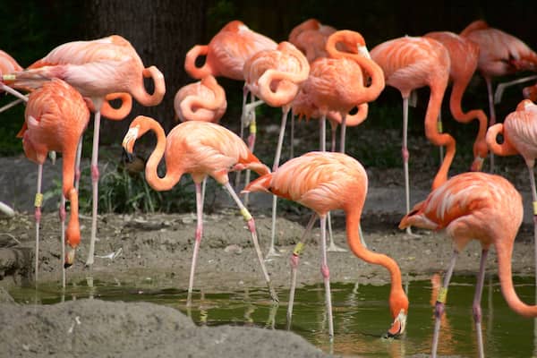 A group of flamingos standing in shallow water.
