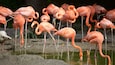 A group of flamingos standing in shallow water.