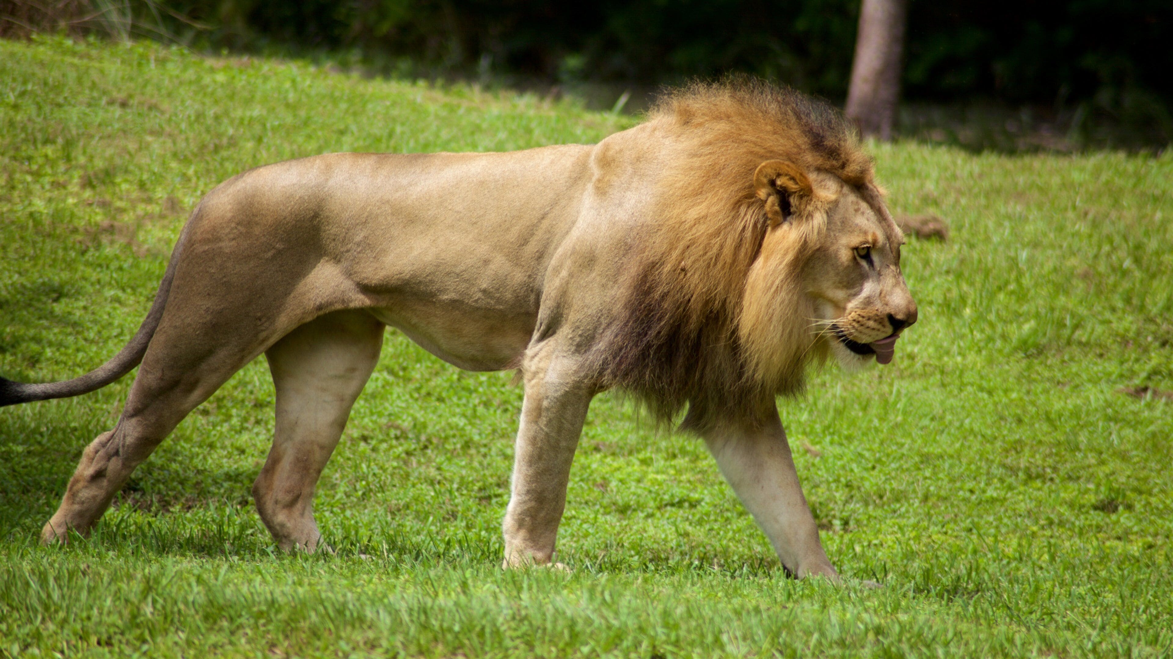Miami Metrozoo som inkluderer farlige dyr og dyrehagedyr