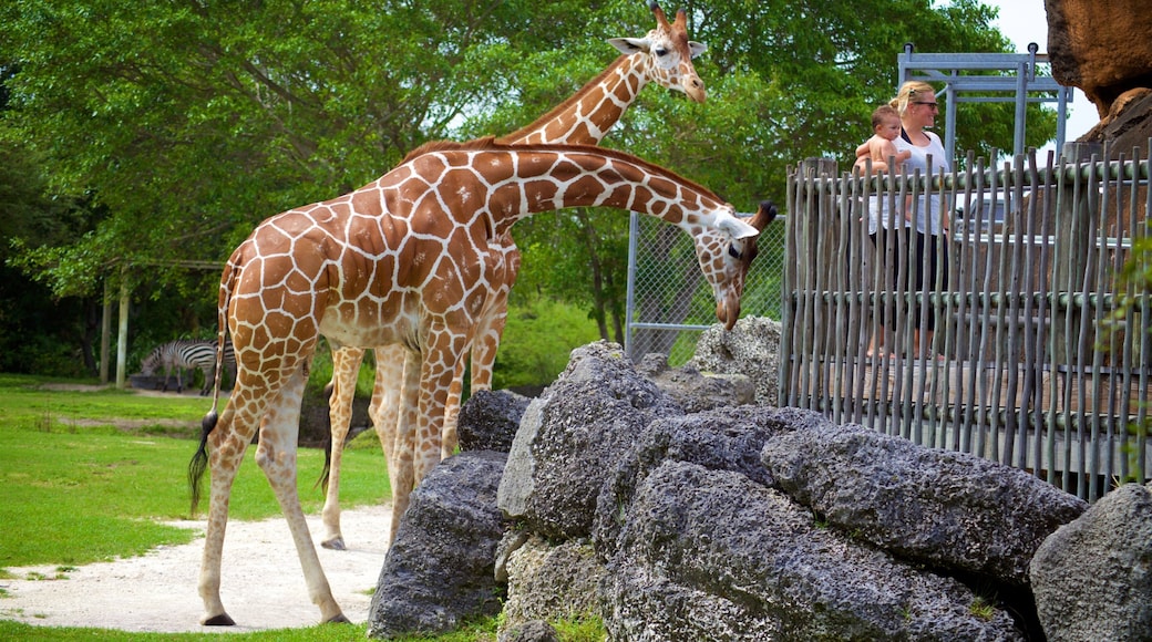 Miami Metrozoo showing zoo animals and land animals