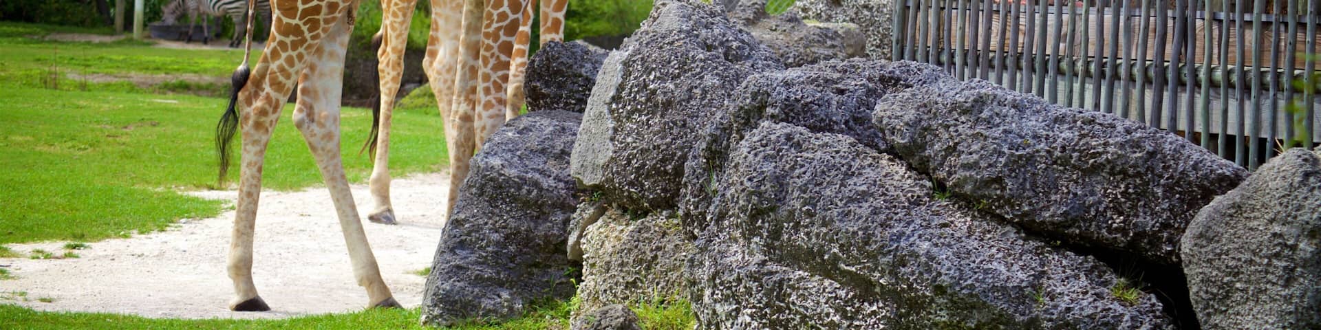 Miami Metrozoo que incluye animales del zoológico y animales terrestres