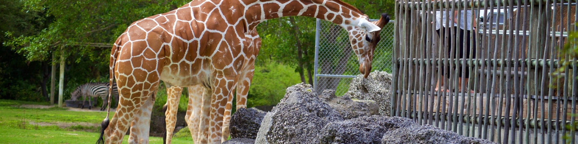 Miami Metrozoo showing zoo animals and land animals