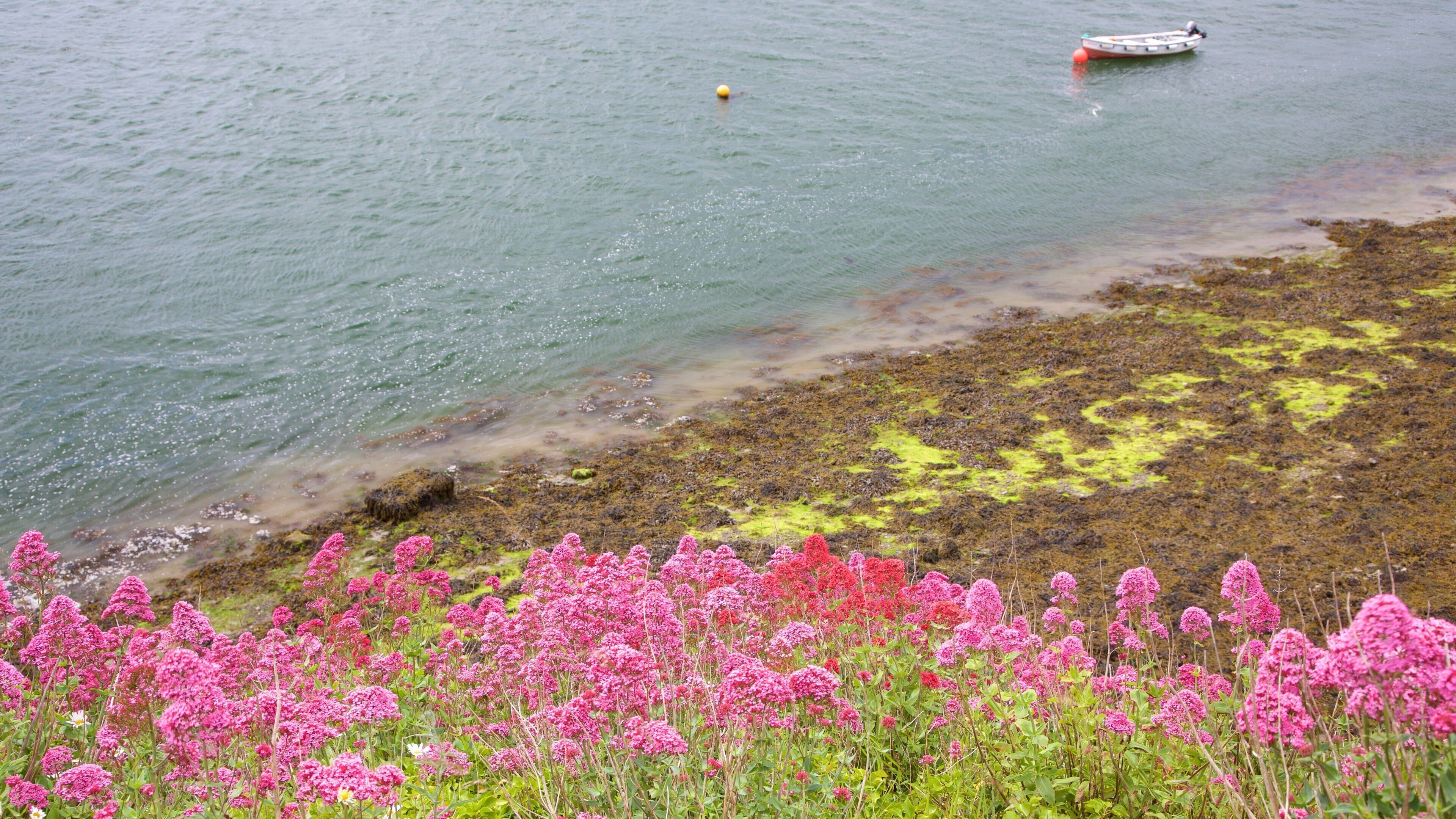 Rosses Point which includes a lake or waterhole, flowers and wildflowers