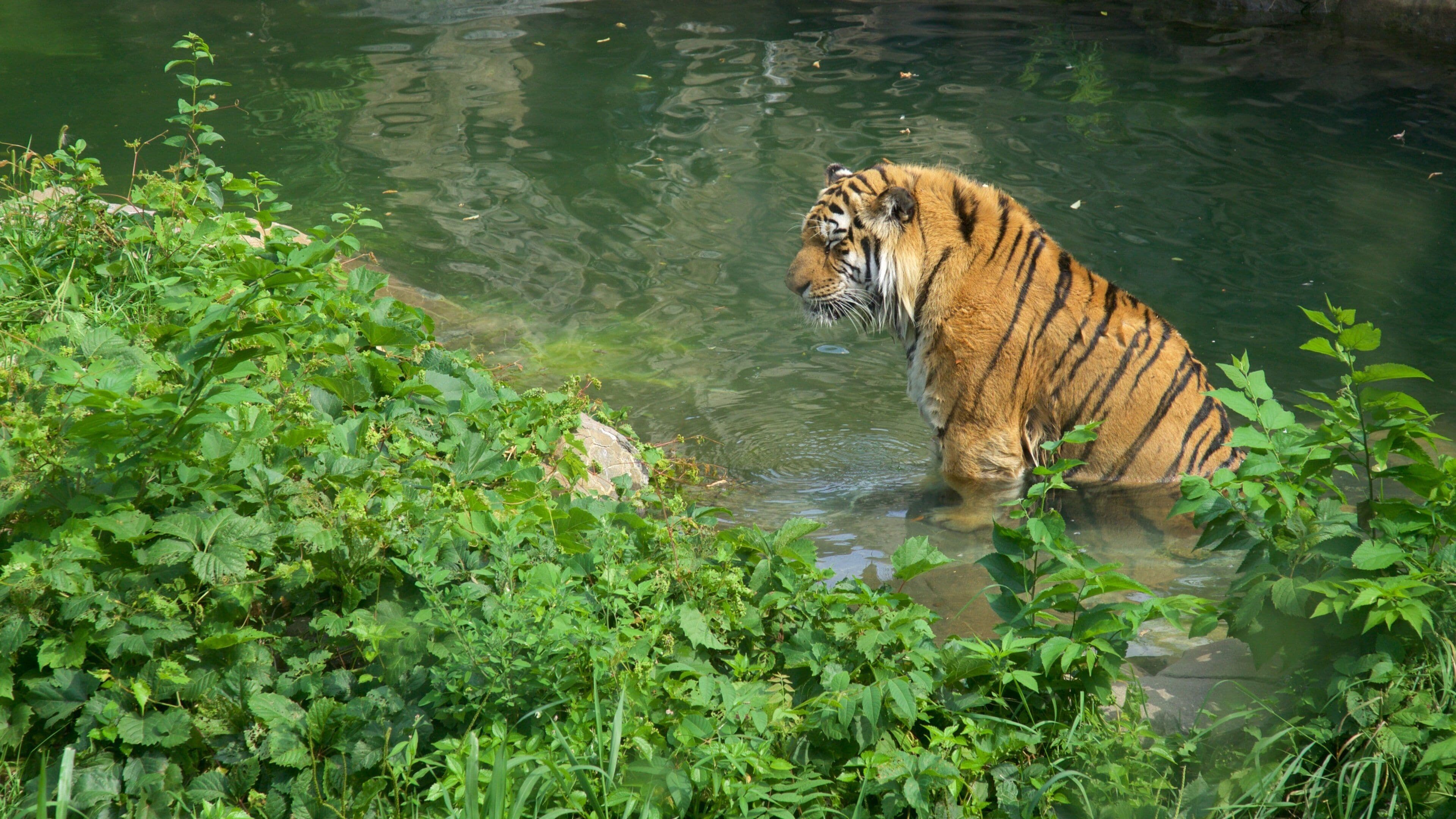 Como Park Zoo and Conservatory featuring zoo animals and dangerous animals