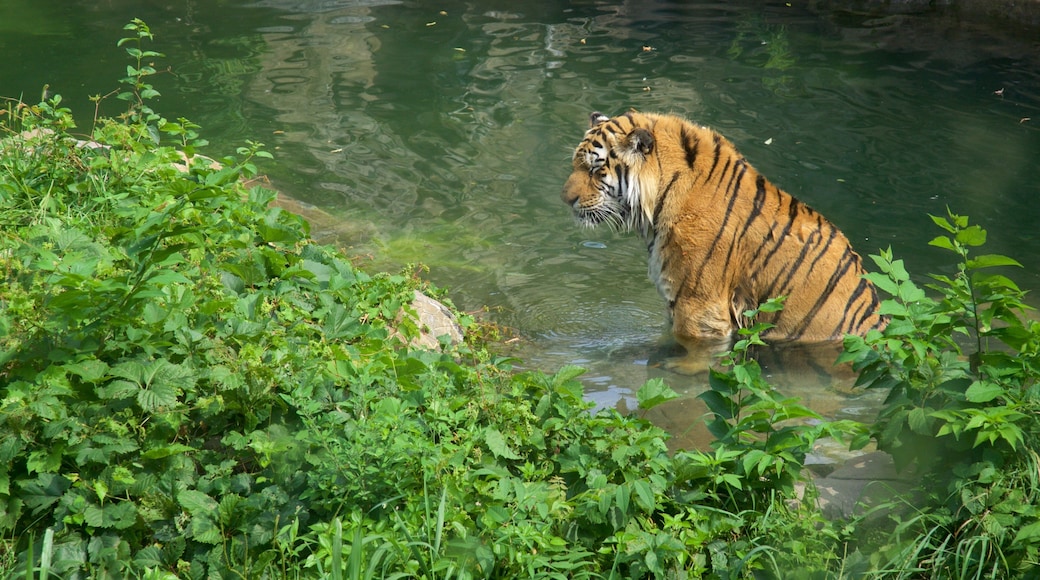 Como Park Zoo and Conservatory featuring zoo animals and dangerous animals