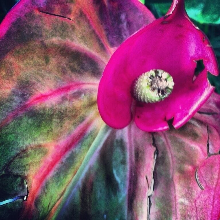 Flowers at the Como Park Zoo Conservatory. A humid refuge on a cold day! www.bradleyhanson.com
