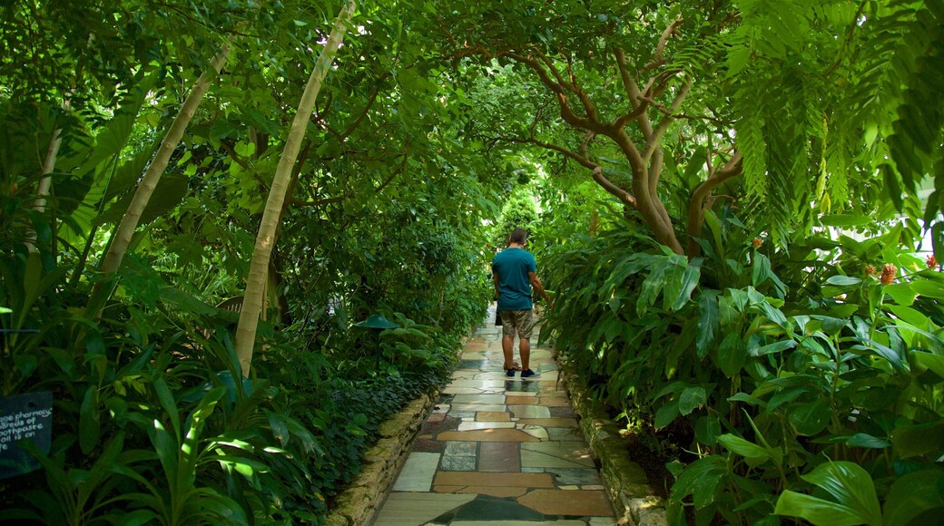 Como Park Zoo and Conservatory showing a park as well as an individual male