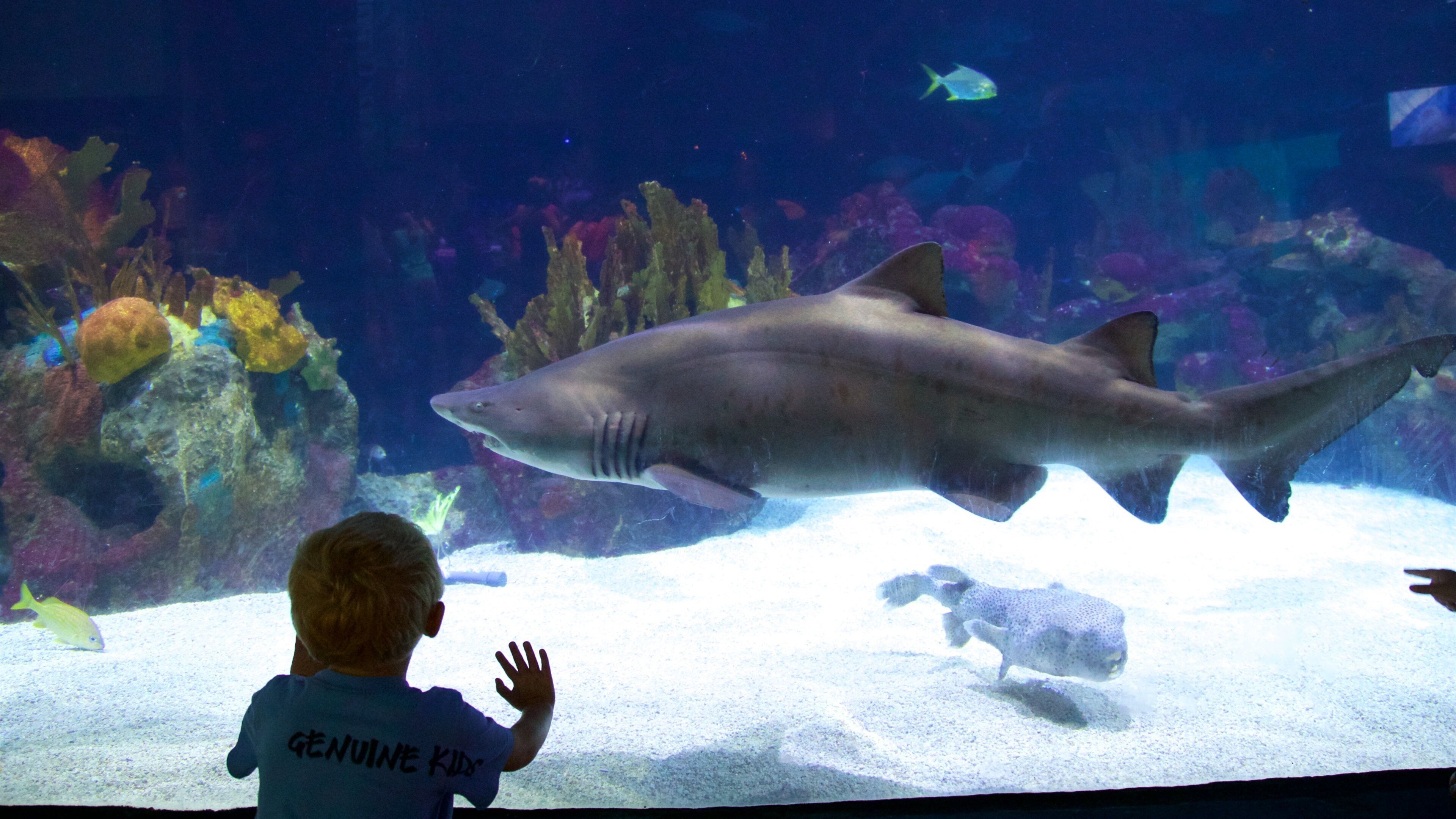 Minnesota Zoo som inkluderer sjøliv og farlige dyr i tillegg til et barn