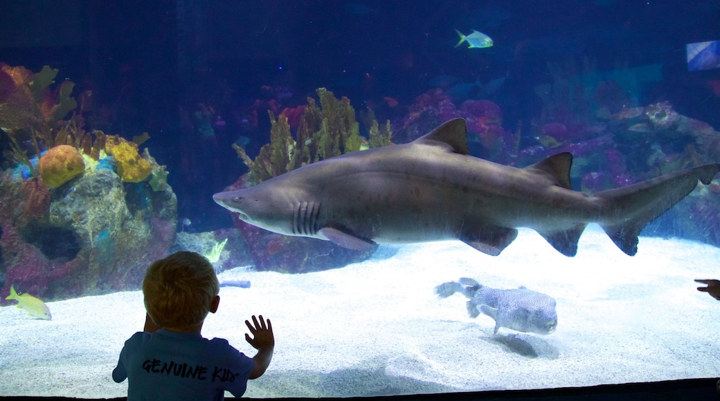 ミネソタ動物園