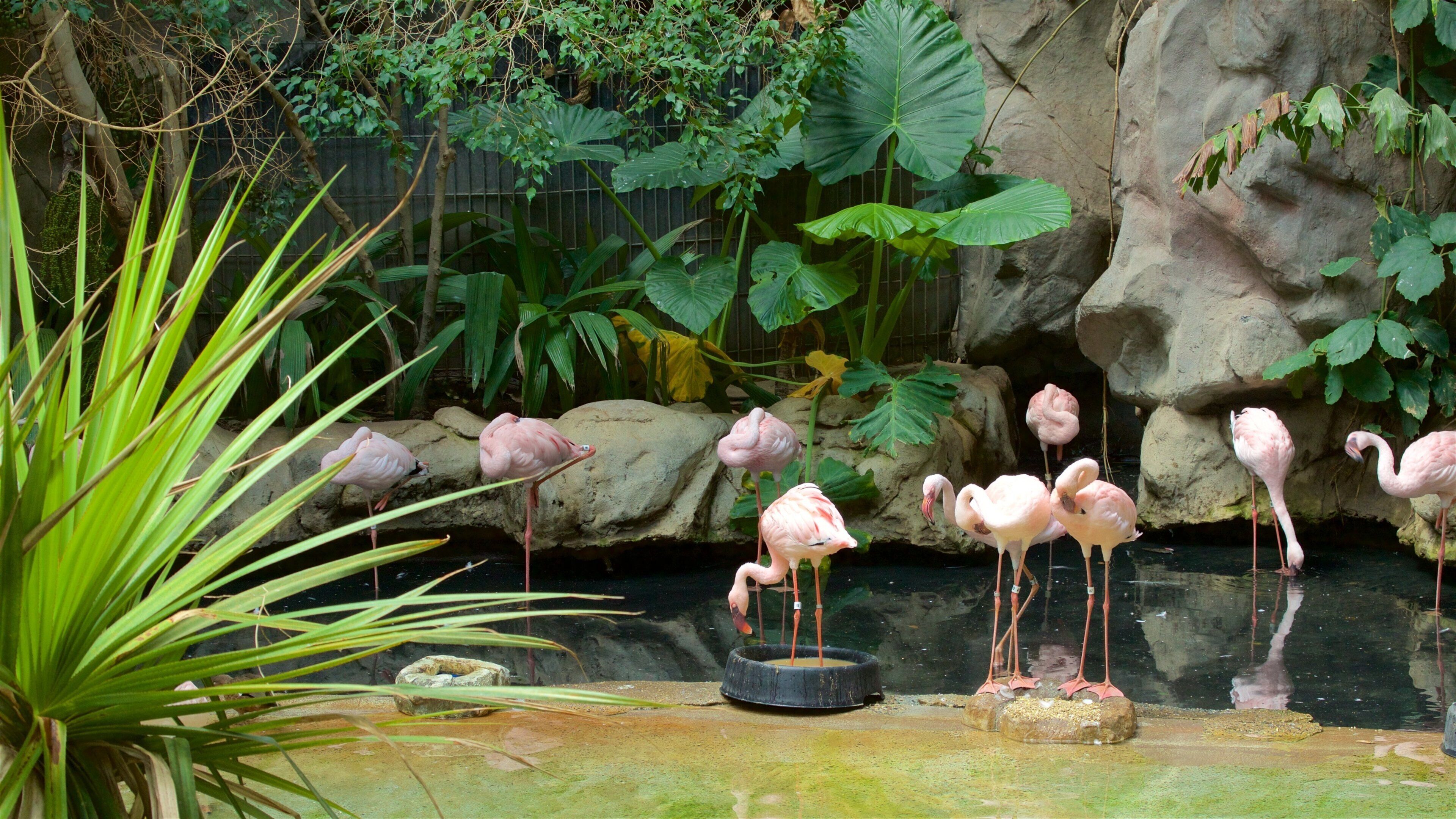 Minnesota Zoo presenterar zoodjur och fåglar