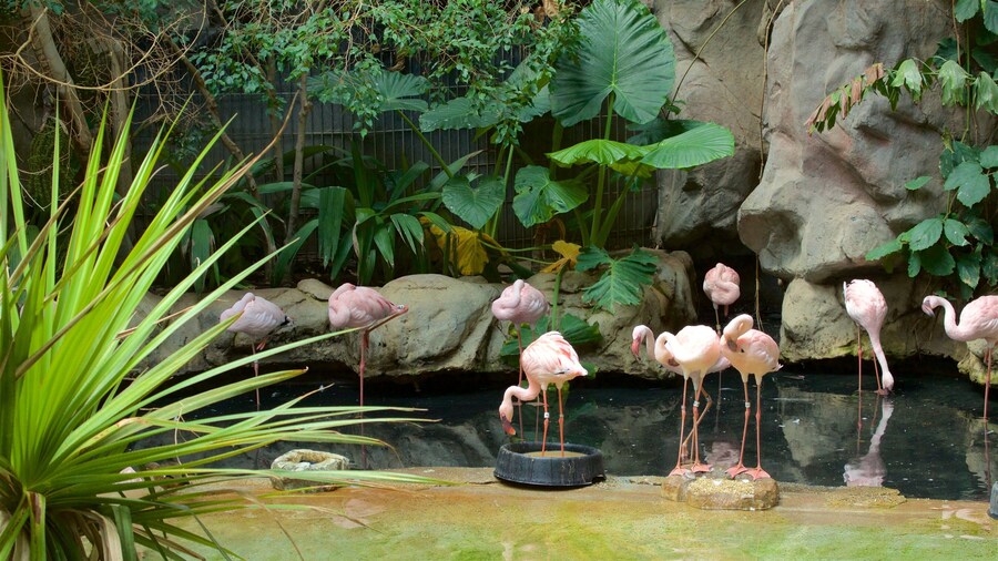 Minnesota Zoo presenterar zoodjur och fÄglar