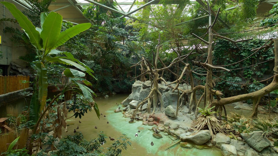 A lush indoor rainforest with a clear water stream, rocky formations, and dense foliage.