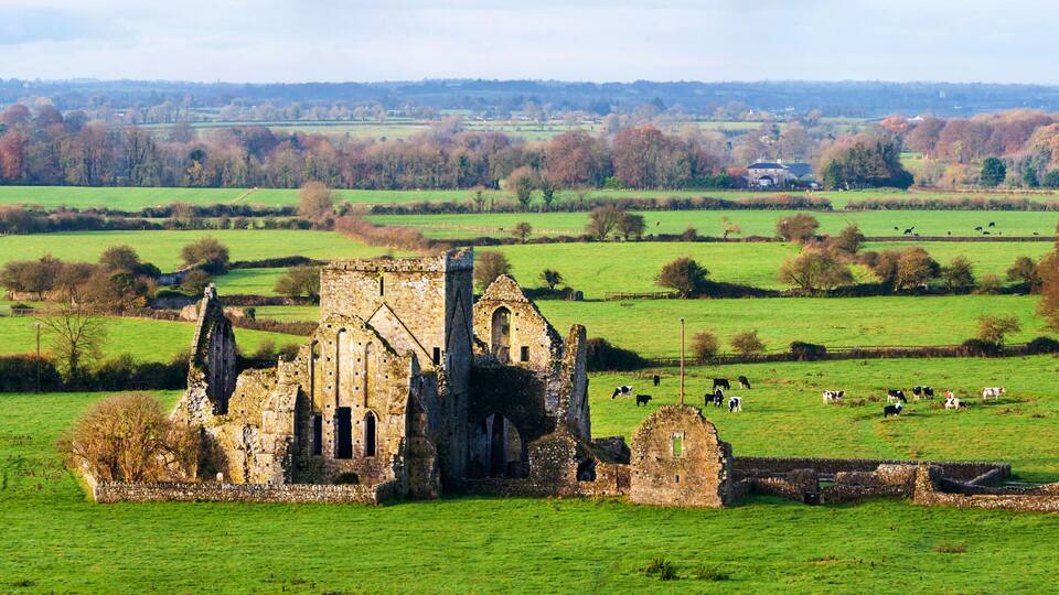A historic stone ruin in a lush green field with grazing cattle.