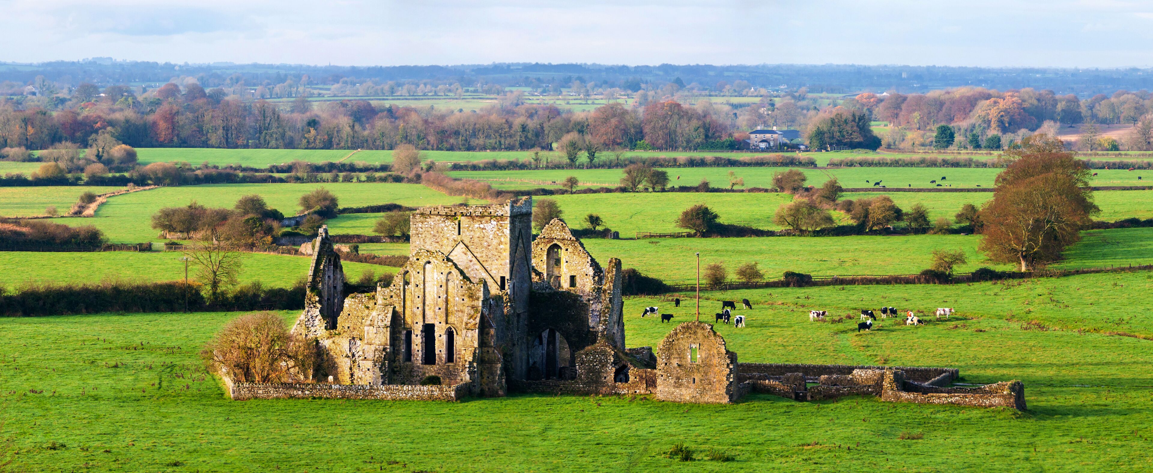 A historic stone ruin in a lush green field with grazing cattle.