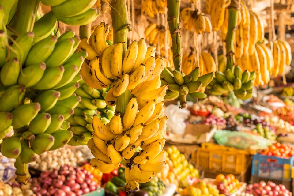 Bunches of bananas hanging from a tree in a market.