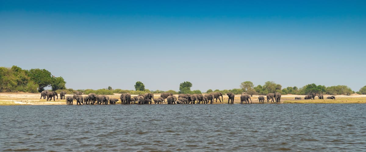 A herd of elephants by a riverbank.