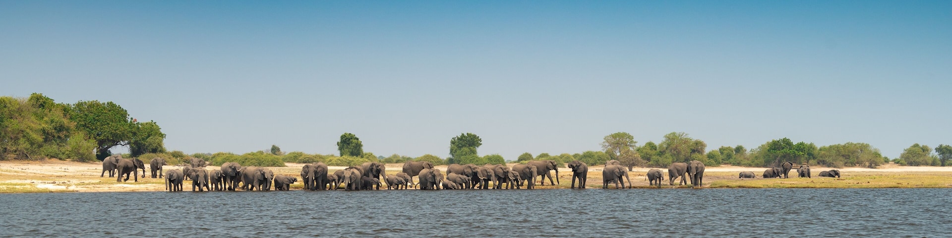 A herd of elephants by a riverbank.