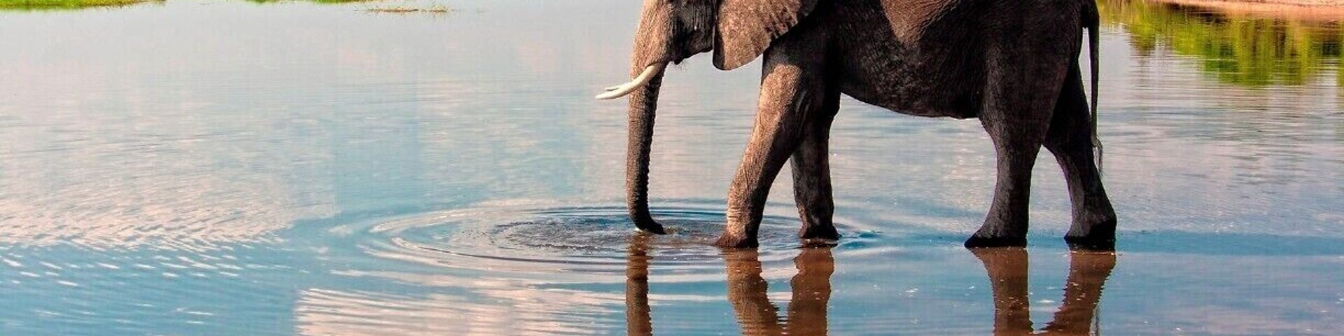 Chobe National Park is one of largest concentrations of wildlife in Africa. It boasts the largest elephant populations in the world (approximately 120,000).
Chobe National Park is in close proximity to Victoria Falls, allowing for a quick day trip.
#Nature #Trovember