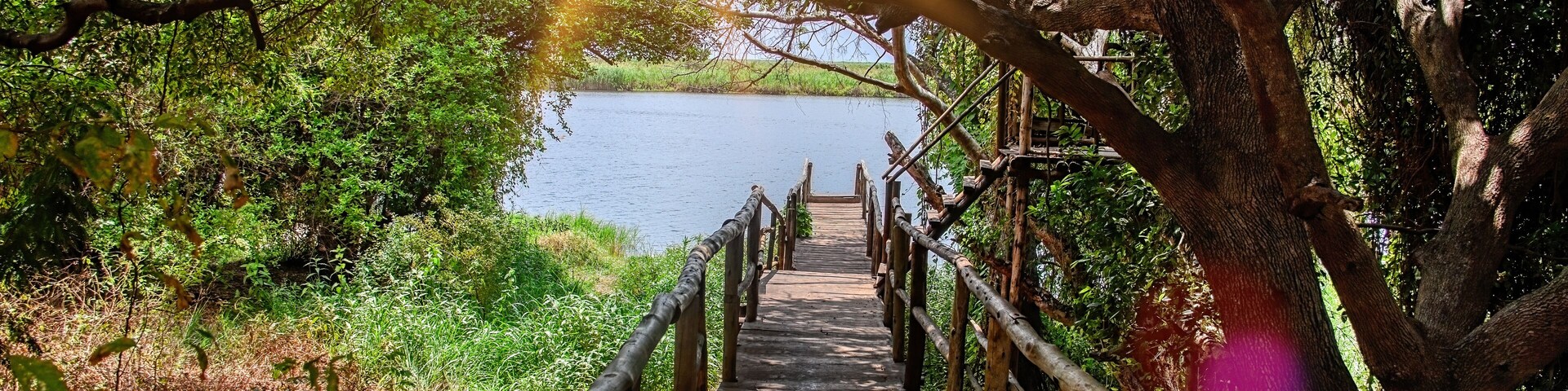 Un paseo marítimo de madera que conduce a un lago, rodeado de abundante vegetación y árboles.