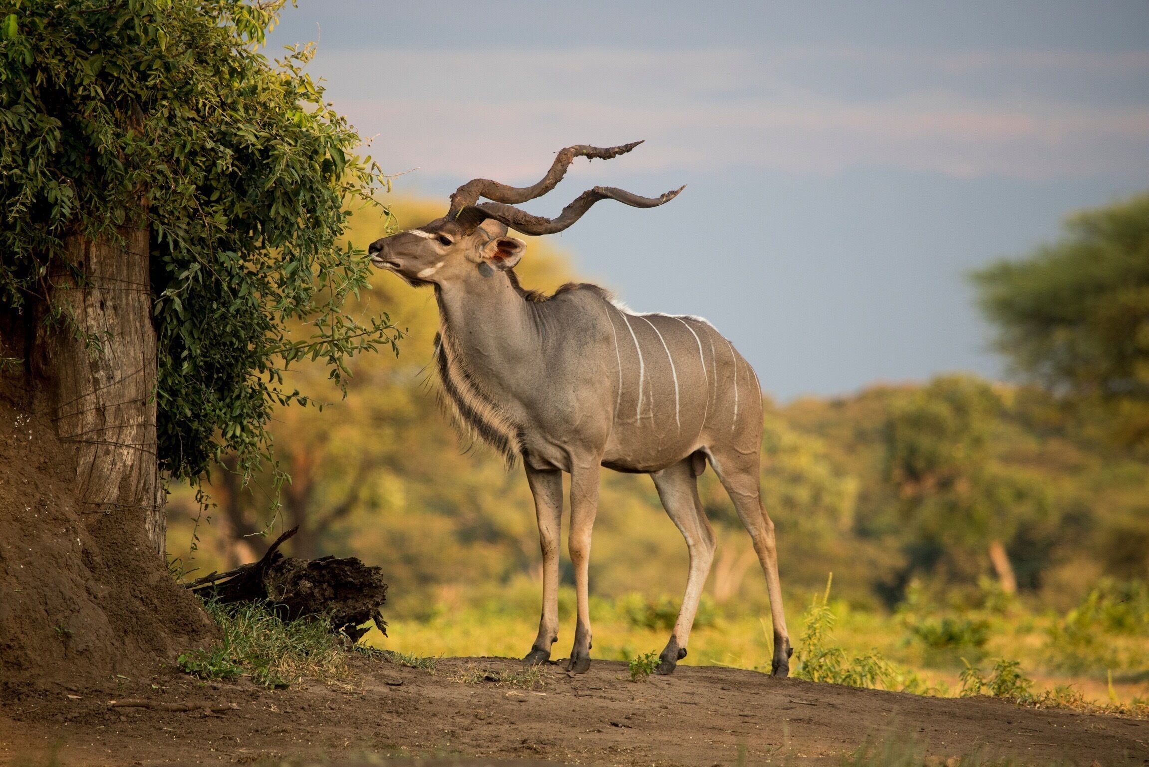 #senyati#kudu#botswana#kasane