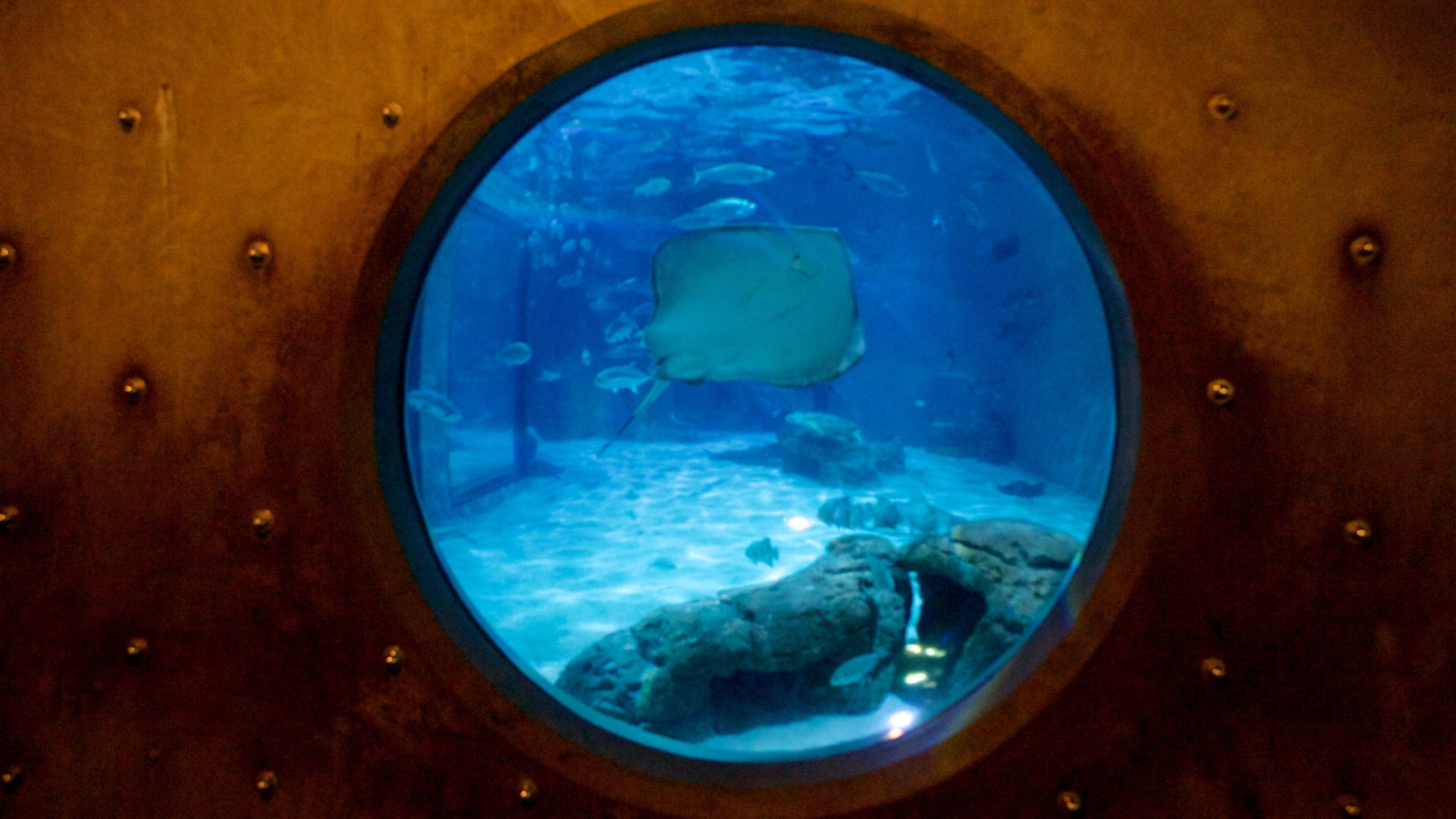 Audubon Aquarium showing marine life and interior views