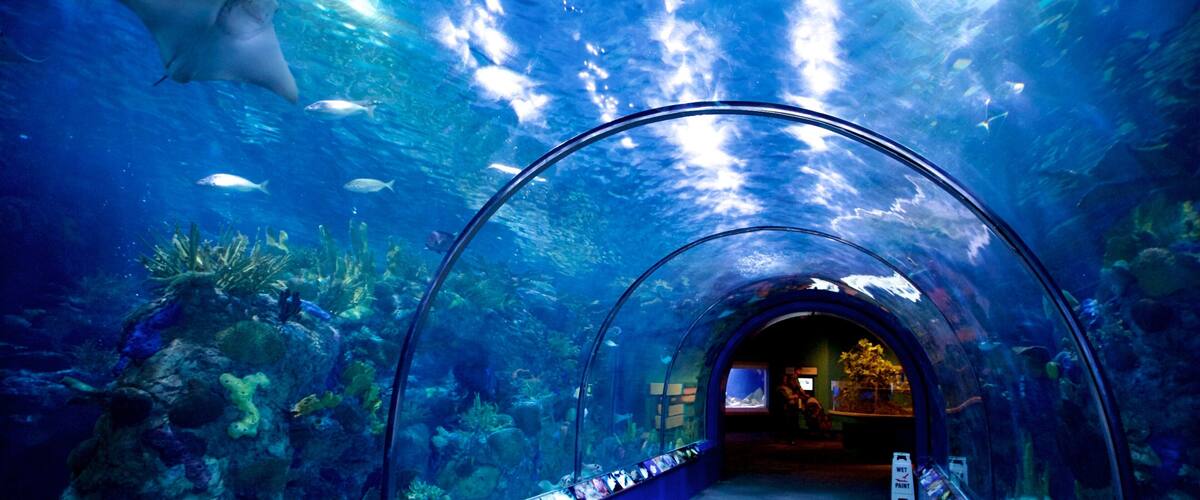 Audubon Aquarium of the Americas featuring marine life and interior views