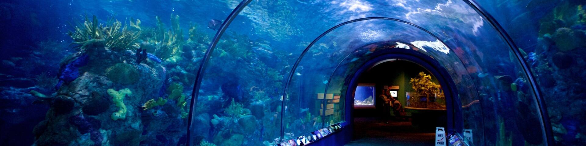 アメリカ オーデュボン水族館 表示 海洋生物 と 屋内の眺め