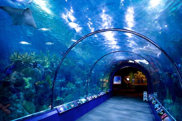 Audubon Aquarium of the Americas featuring interior views and marine life