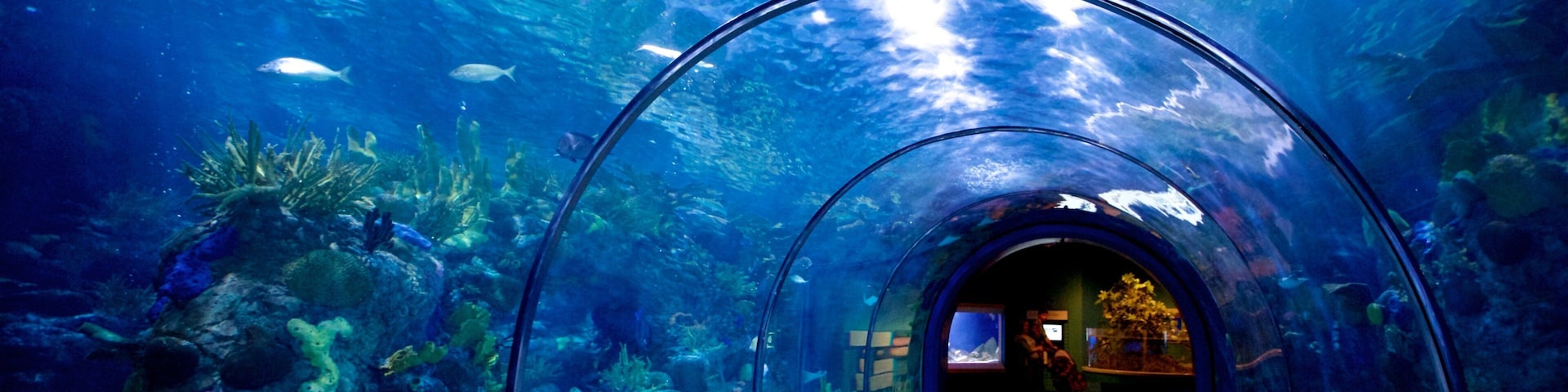 Audubon Aquarium of the Americas mostrando vista interna y vida marina