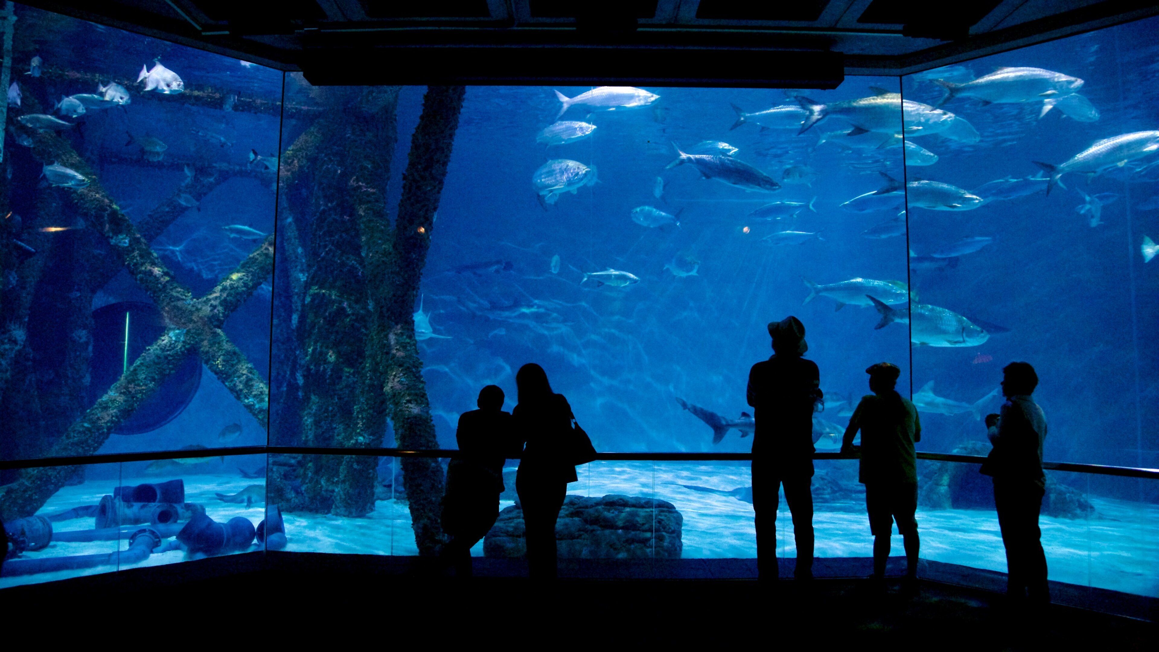 Audubon Aquarium of the Americas showing marine life and interior views as well as a small group of people