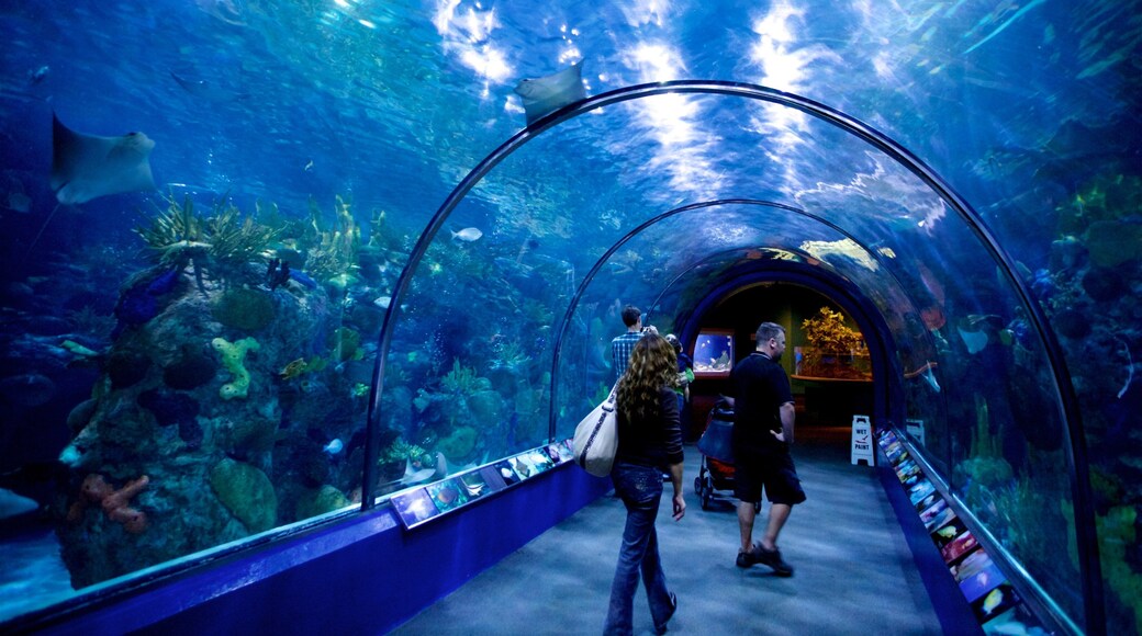 Audubon Aquarium of the Americas que incluye vida marina y vistas interiores y también un pequeño grupo de personas