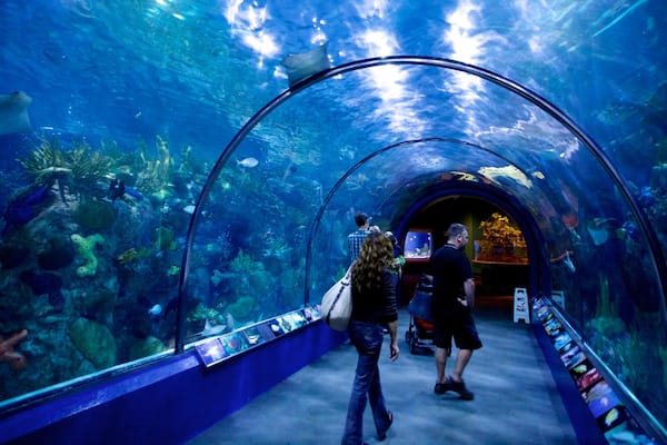 An underwater tunnel with marine life and a glass ceiling.