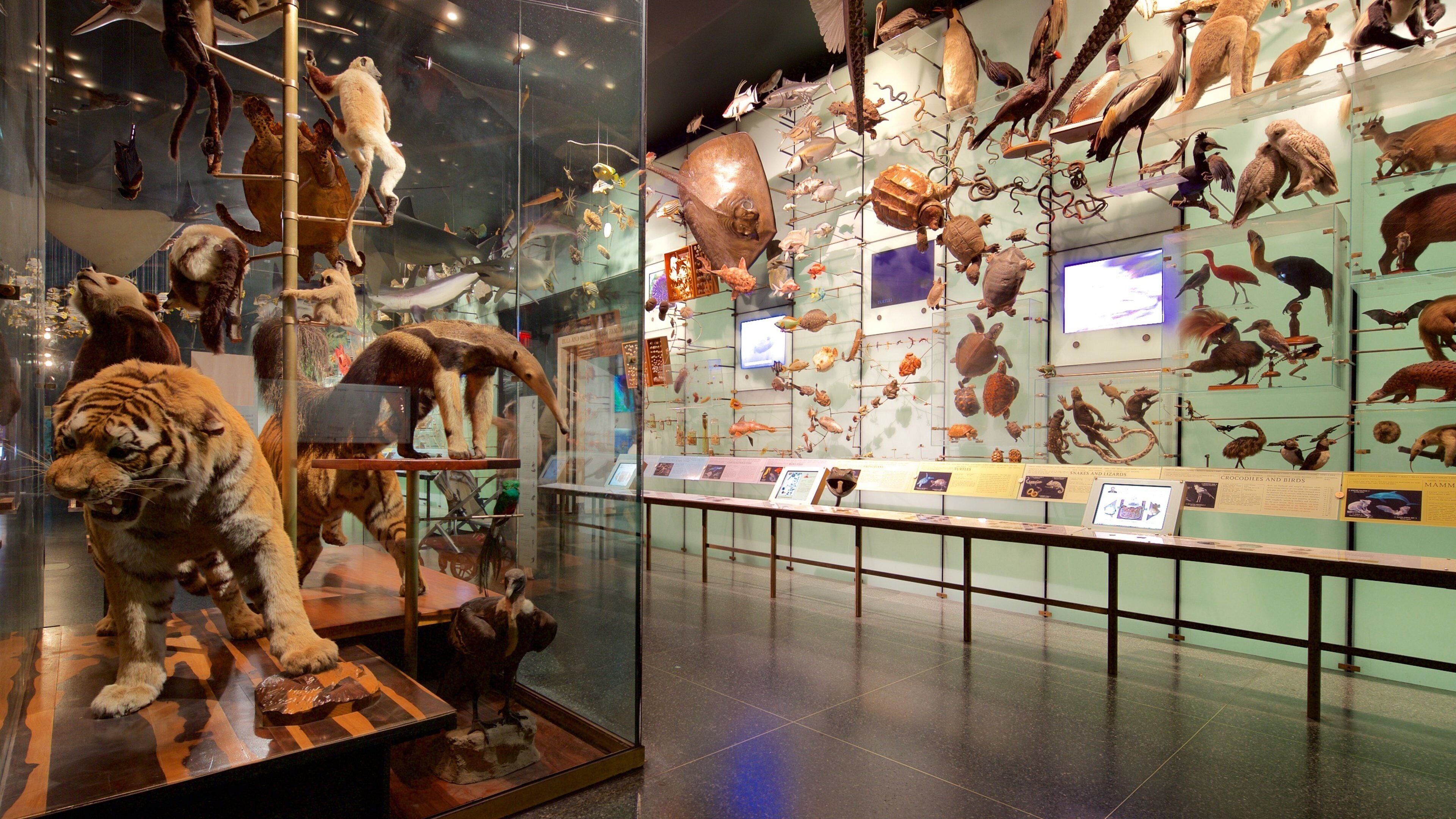 American Museum of Natural History featuring interior views