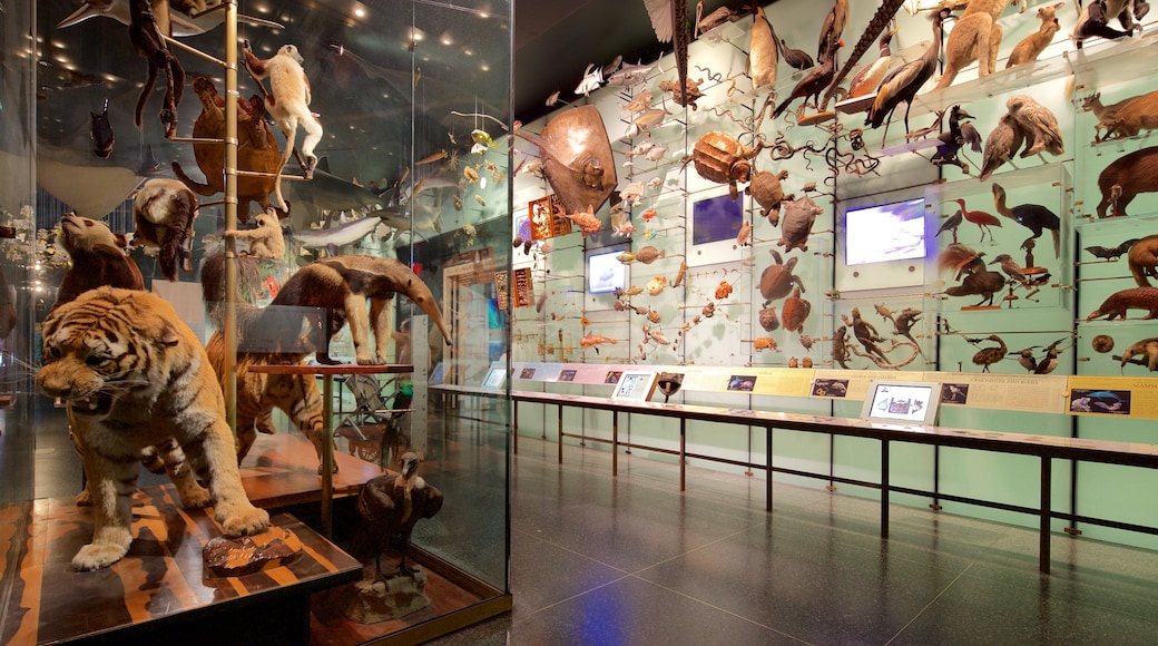 American Museum of Natural History featuring interior views