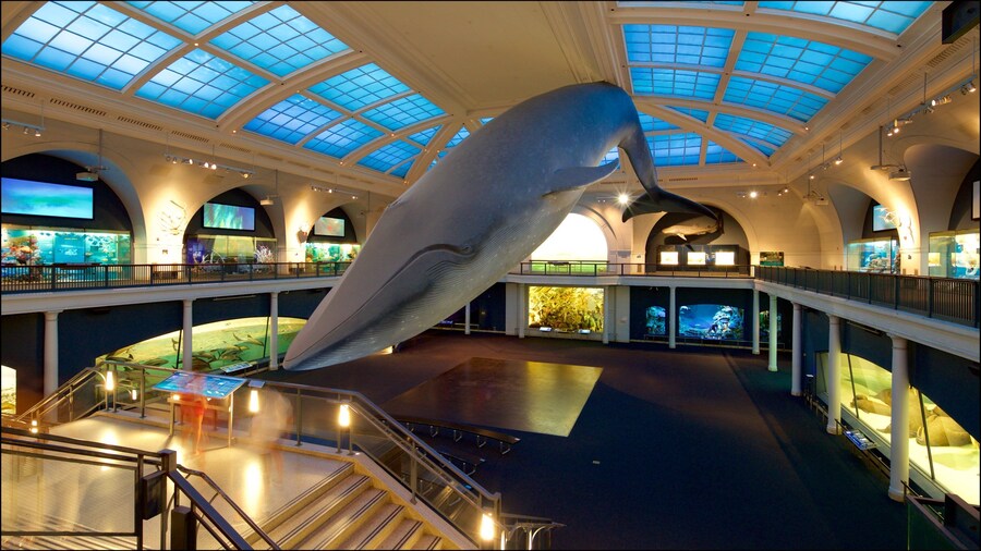 Museo Americano de Historia Natural