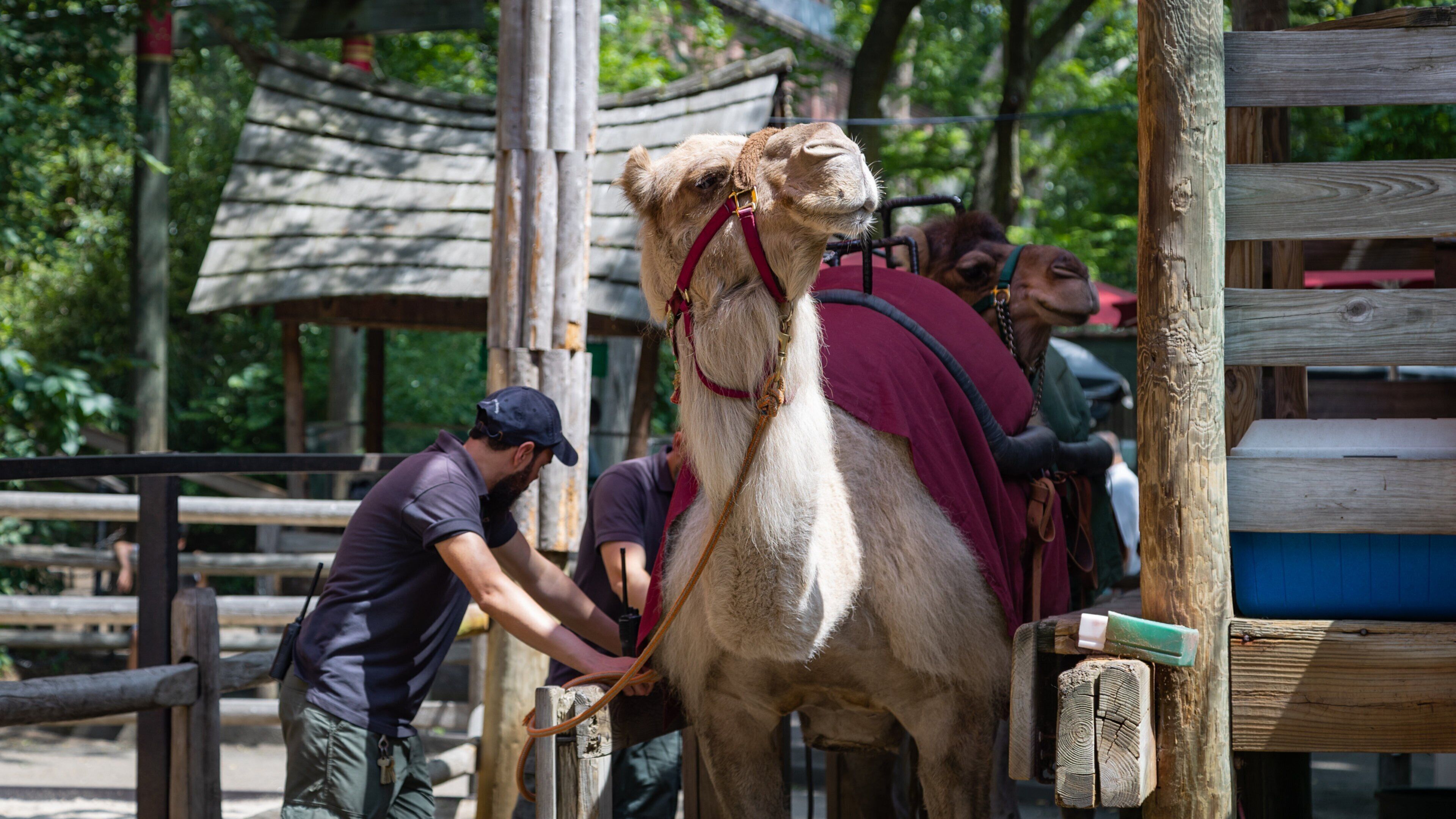 Bronx Zoo featuring land animals and zoo animals as well as an individual male