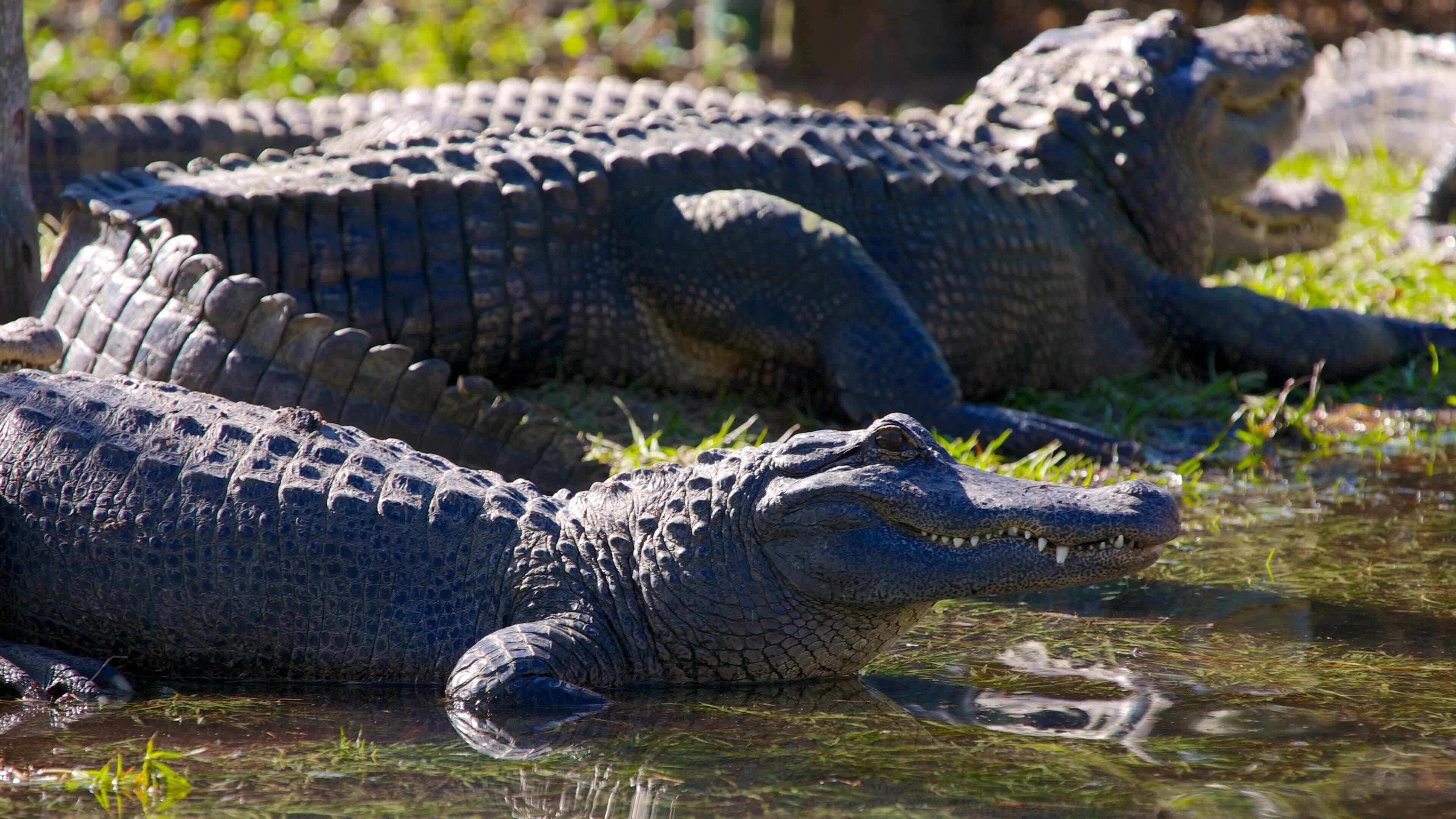 A crocodile basking in the sun.