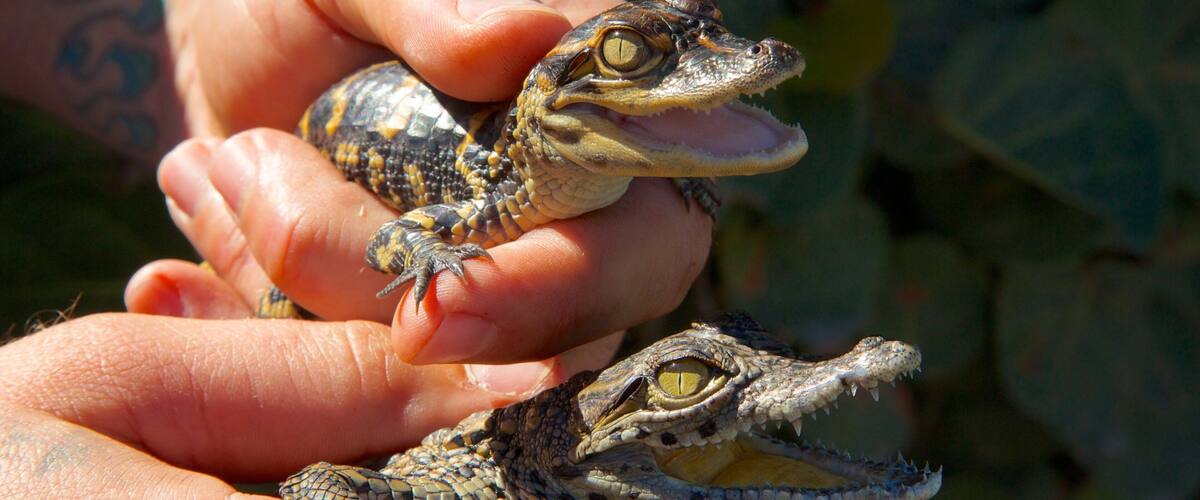 Gatorland® featuring vaaralliset eläimet ja matkat